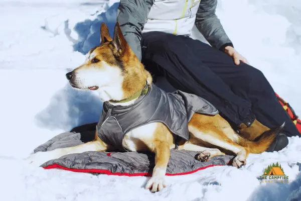 Keep Your Dog Warm While Camping